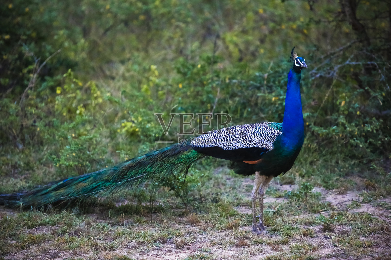 雅拉国家公园野生动物园:野生孔雀照片摄影图片