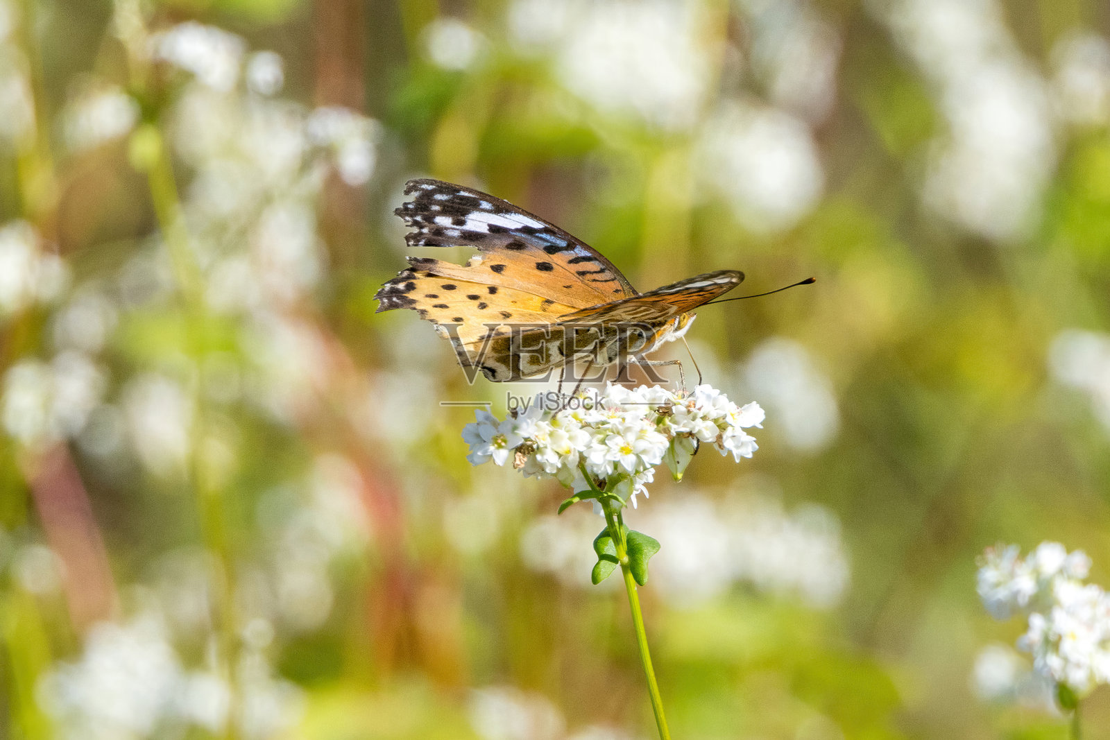 印度凤蝶停在白荞麦花上。照片摄影图片