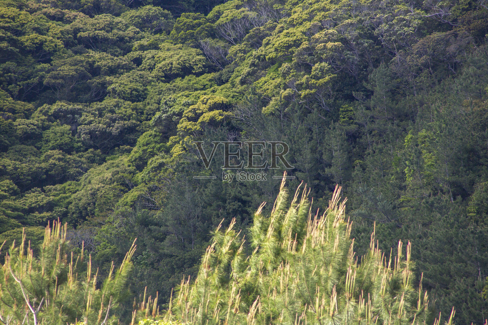 奄美大岛,郁郁葱葱的山脉照片摄影图片