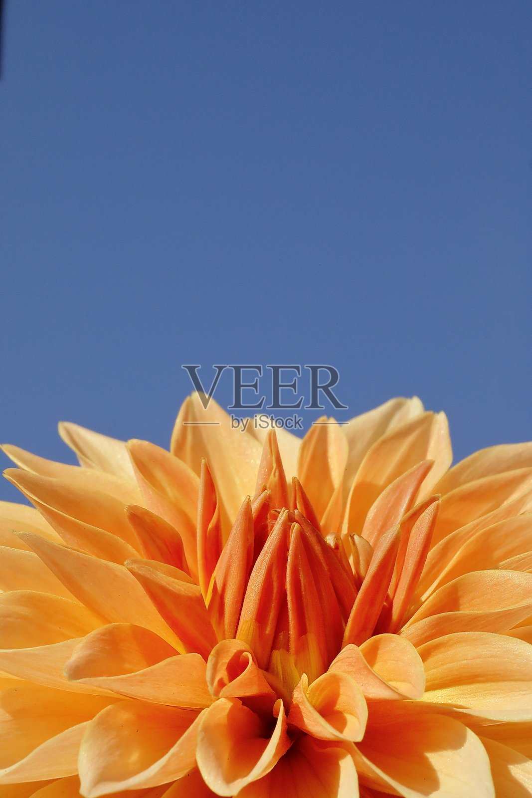 盛开的大丽花照片摄影图片