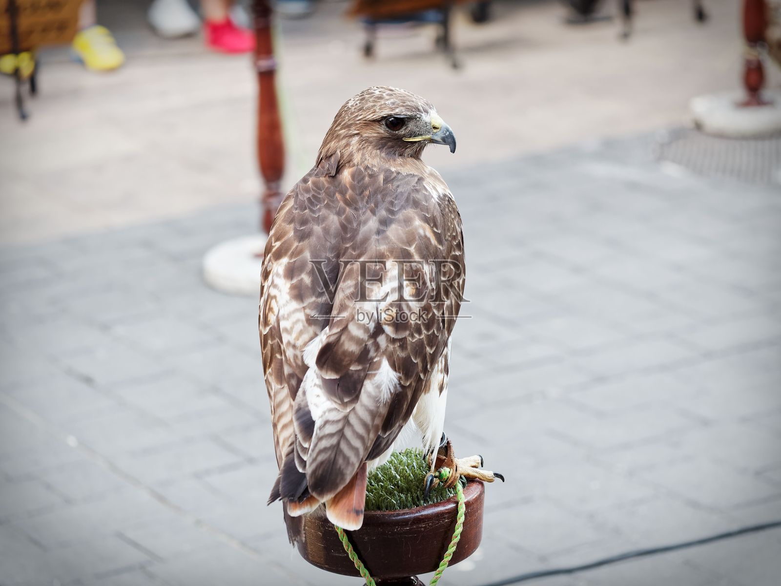 城市环境中栖息在支架上的红尾鹰特写照片摄影图片