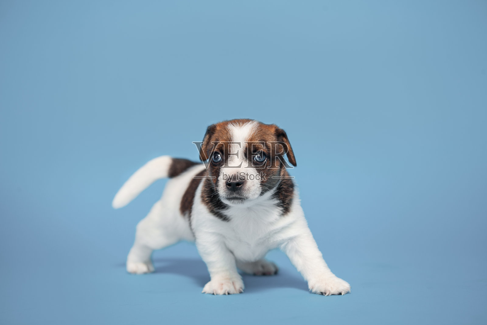 小狗狗照片摄影图片