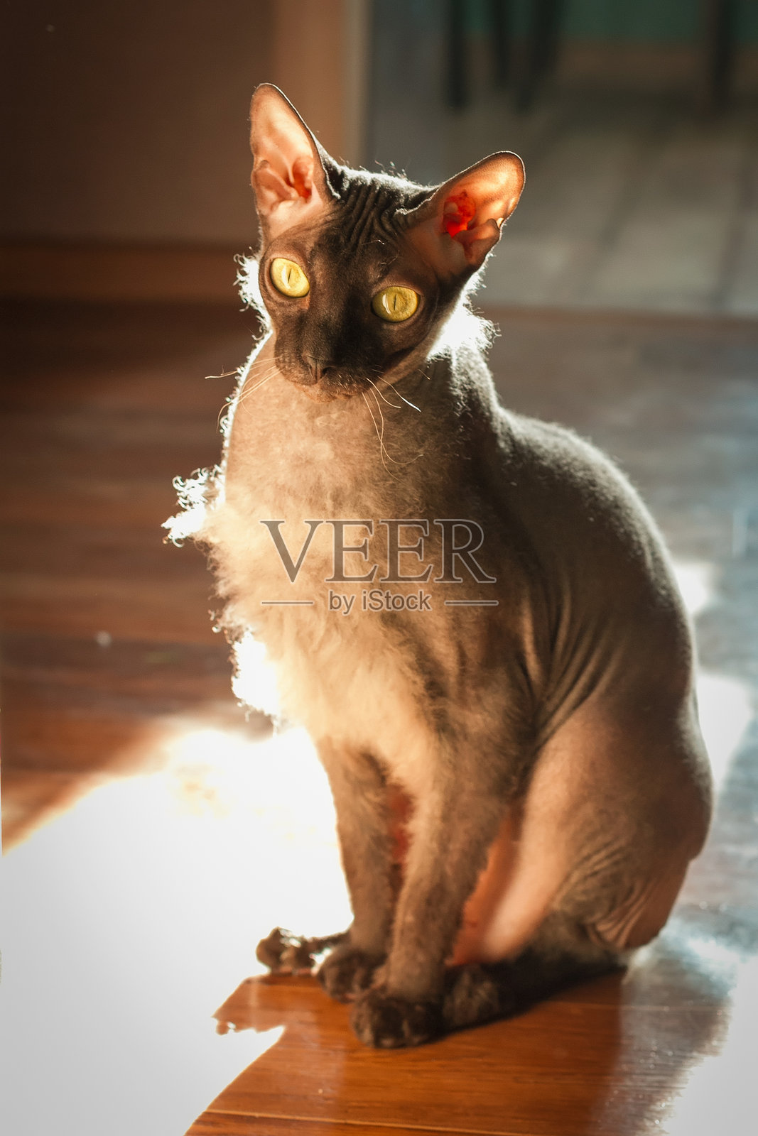 猫照片摄影图片