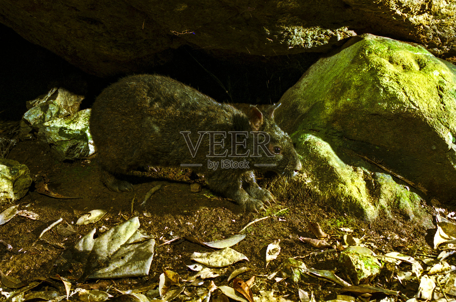天草兔,国家特有自然纪念物照片摄影图片