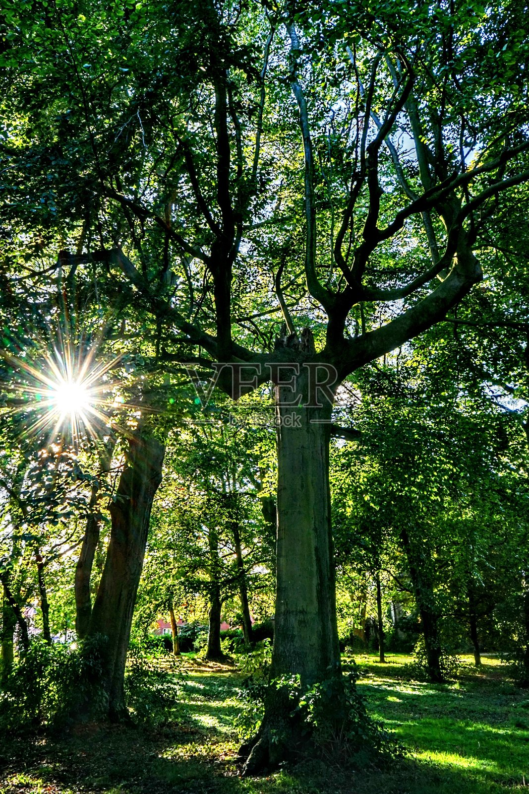 树后面的太阳照片摄影图片