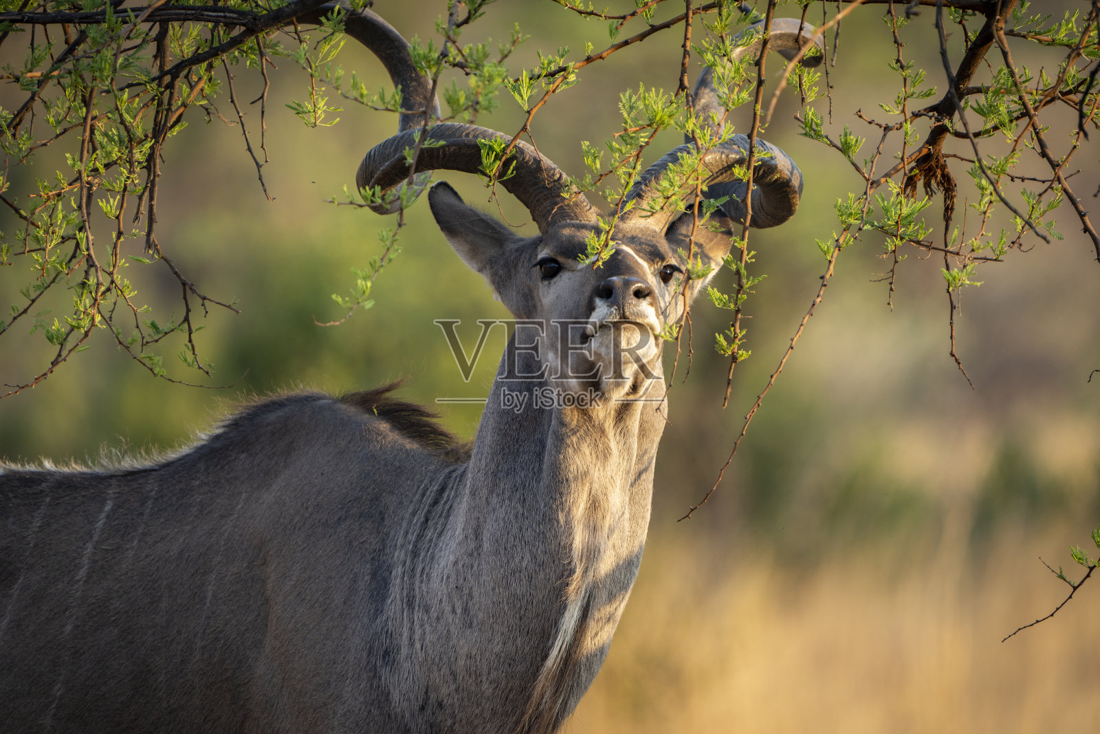 一只雄伟的库杜牛近距离被拍摄,正在非洲灌木丛中从树上觅食,角呈螺旋状弯曲。照片摄影图片