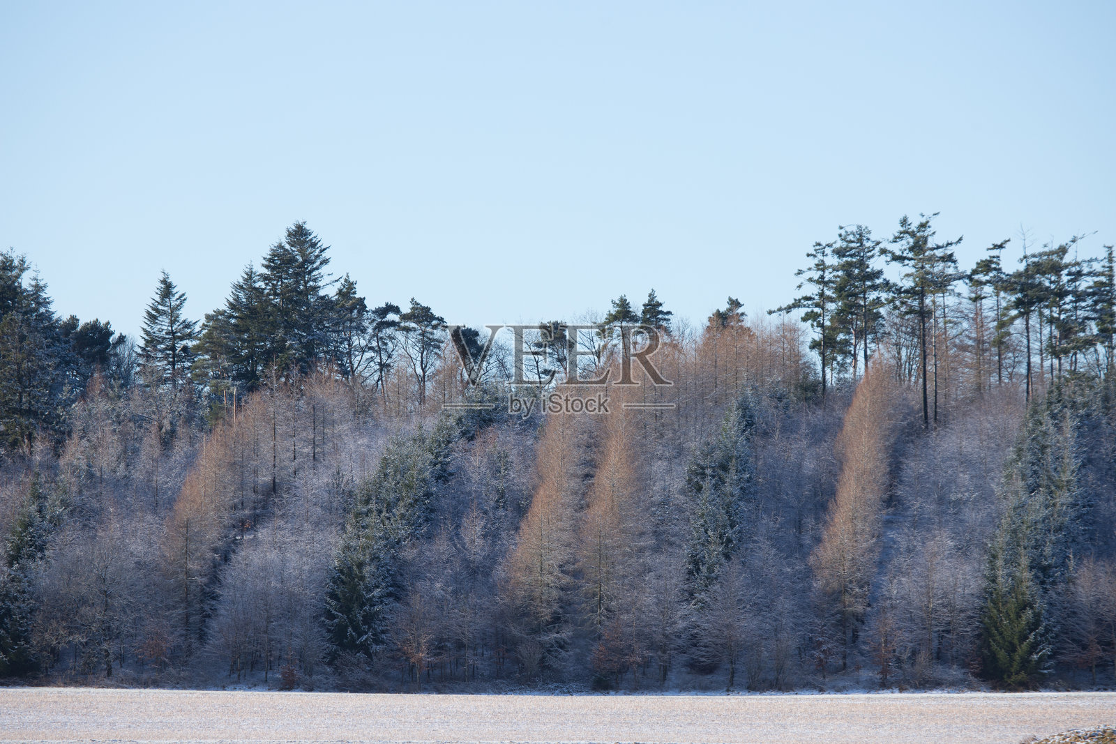 霜冻的早晨,森林呈现出不同的颜色,覆盖着霜和雪,田野上有维京墓冢。照片摄影图片