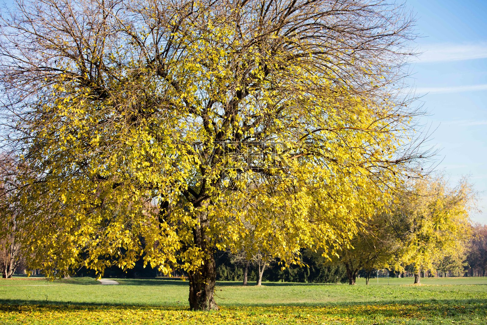 公共公园中的树叶。照片摄影图片
