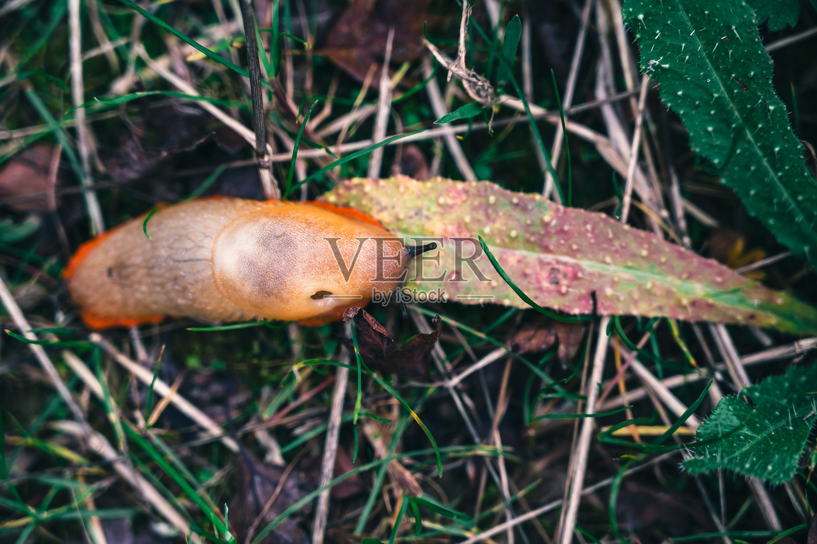 一只令人惊叹的大红蛞蝓(Arion rufus)在叶子上照片摄影图片