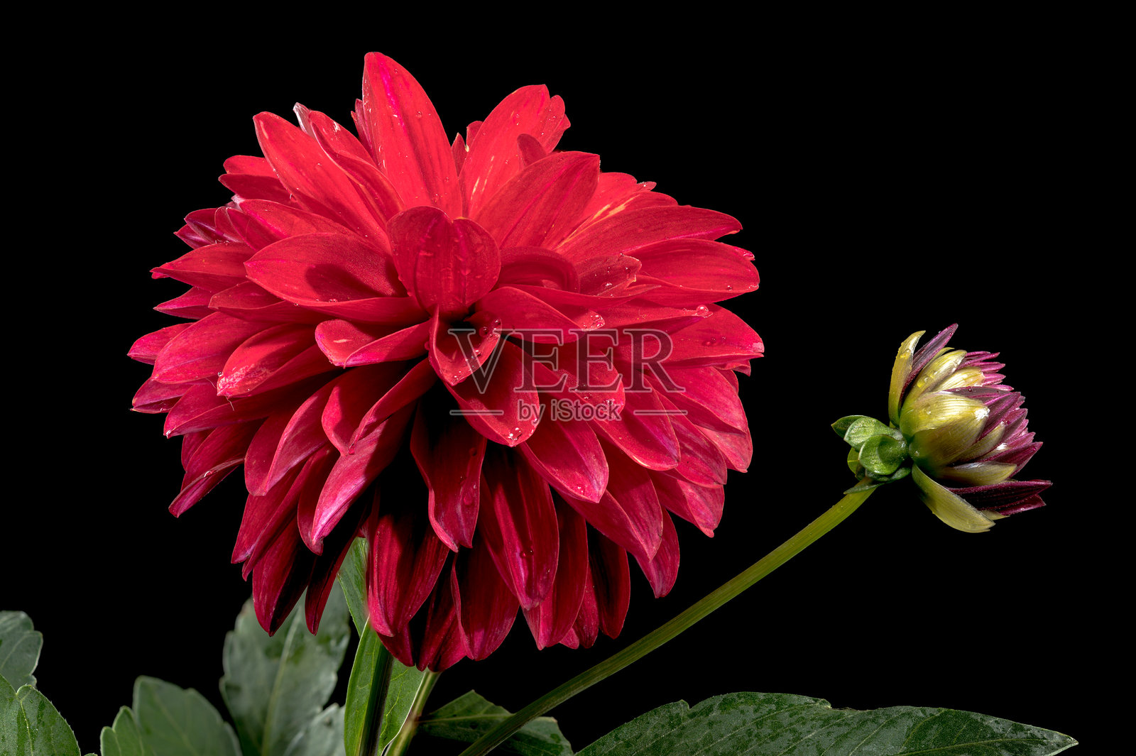 黑色背景上的盛开的红色大丽花照片摄影图片