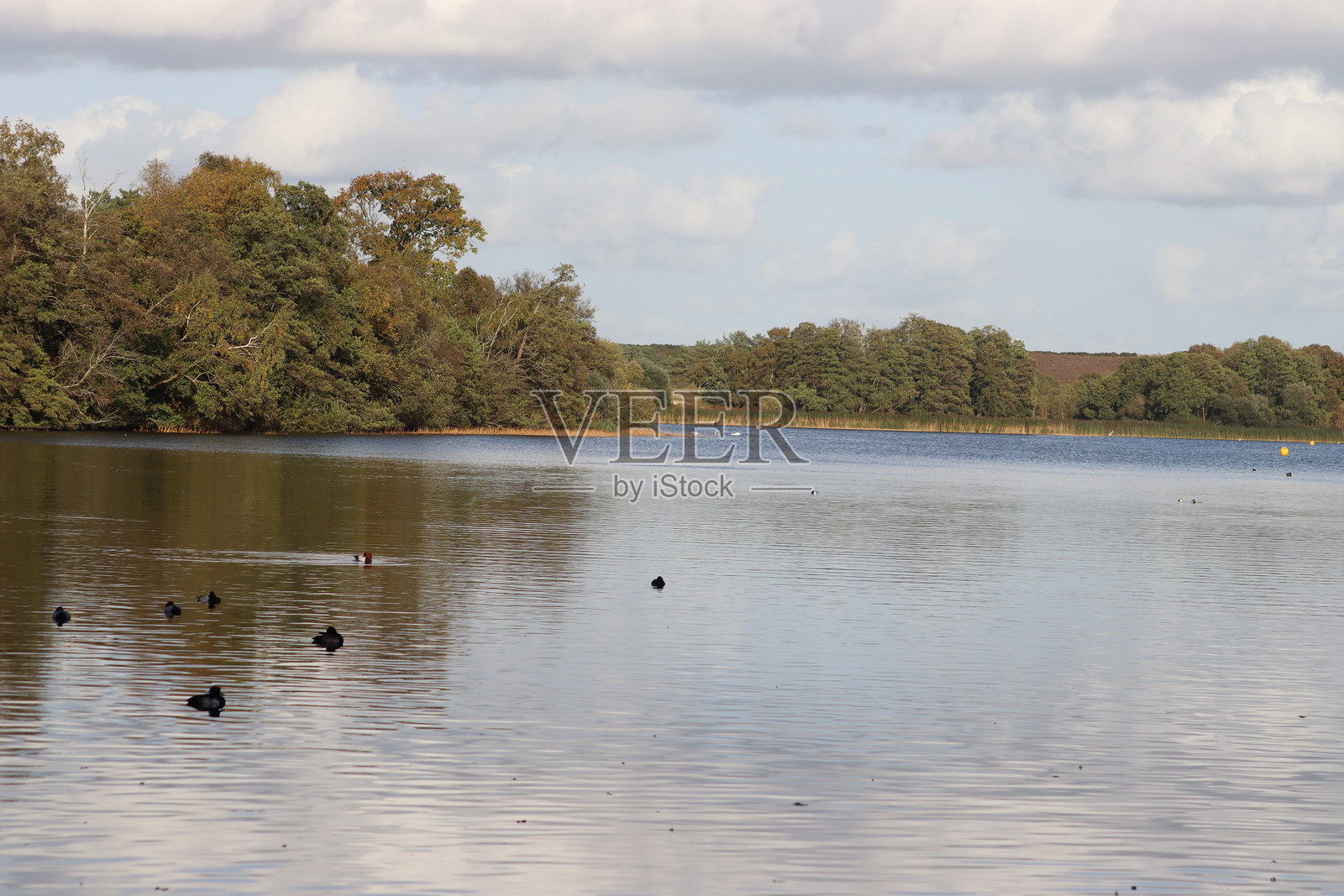 弗伦舍姆池照片摄影图片