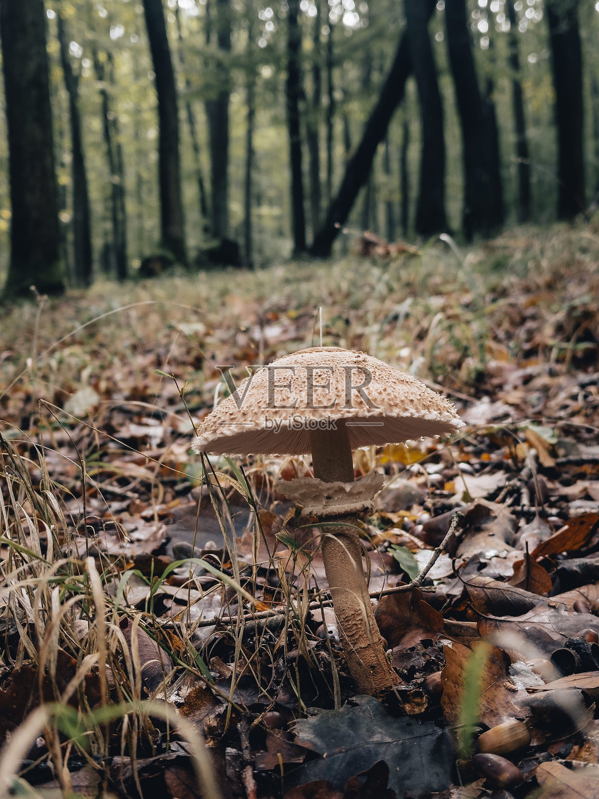 森林中高大树木背景下的蘑菇(巨伞菌)特写照片摄影图片