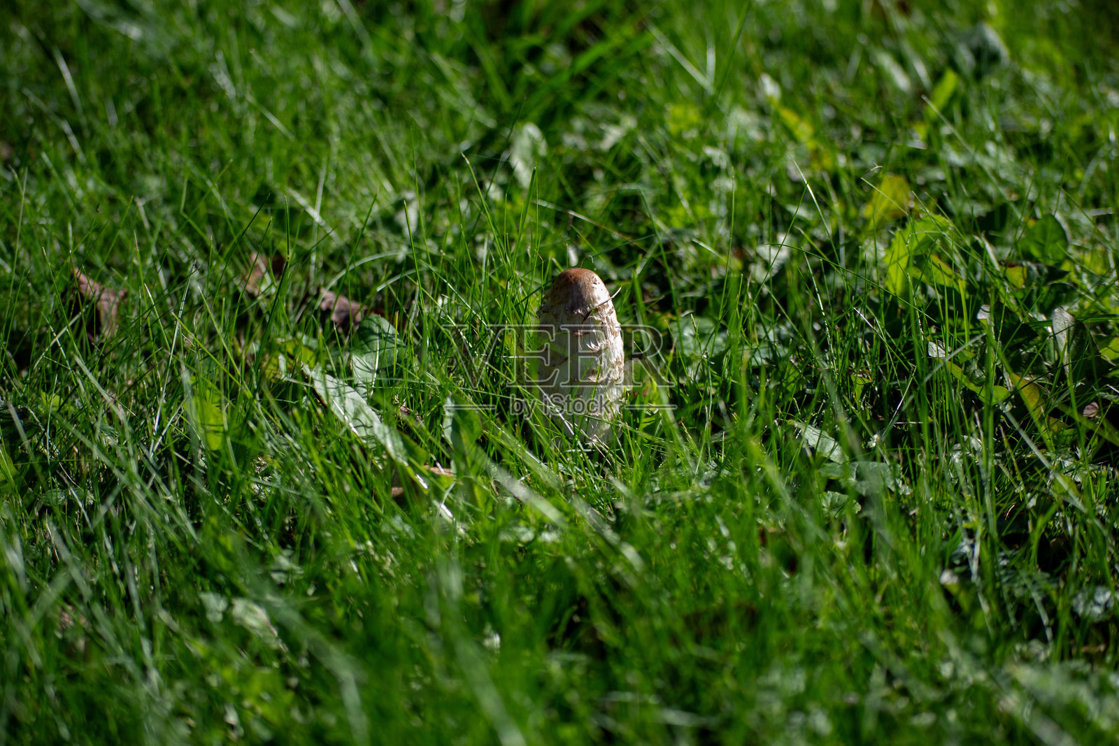 蘑菇照片摄影图片