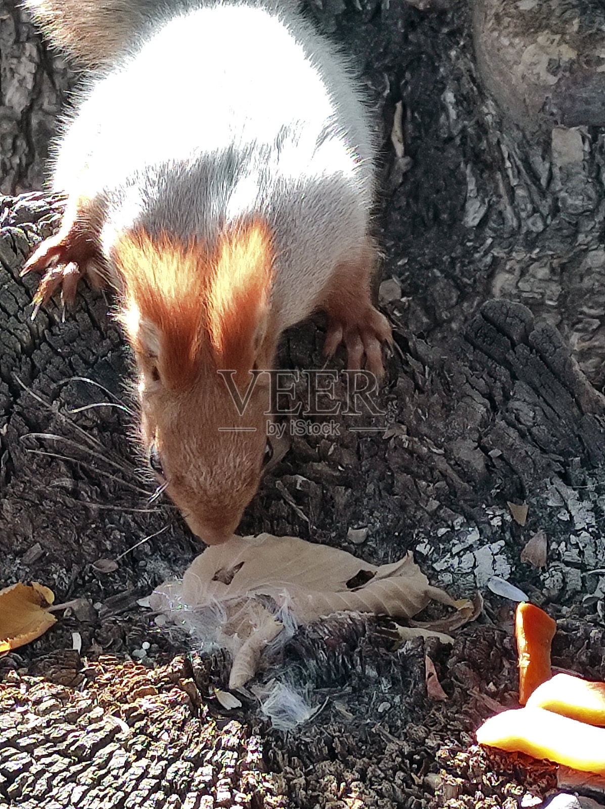 一只红松鼠坐在秋季森林中的树桩上照片摄影图片