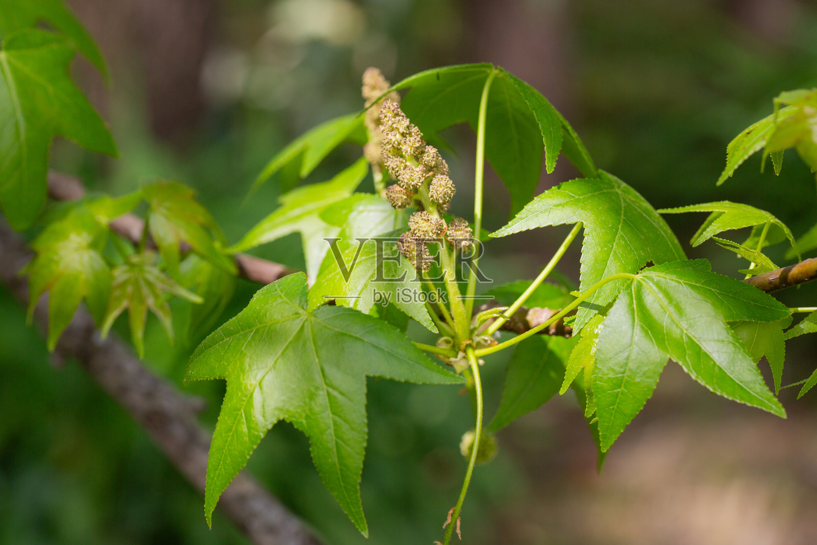 美洲甜胶树(Liquidambar styraciflua)的绿色叶子。这棵树也被称为红胶树、甜胶树、缎木、榛松和美洲安息香。照片摄影图片