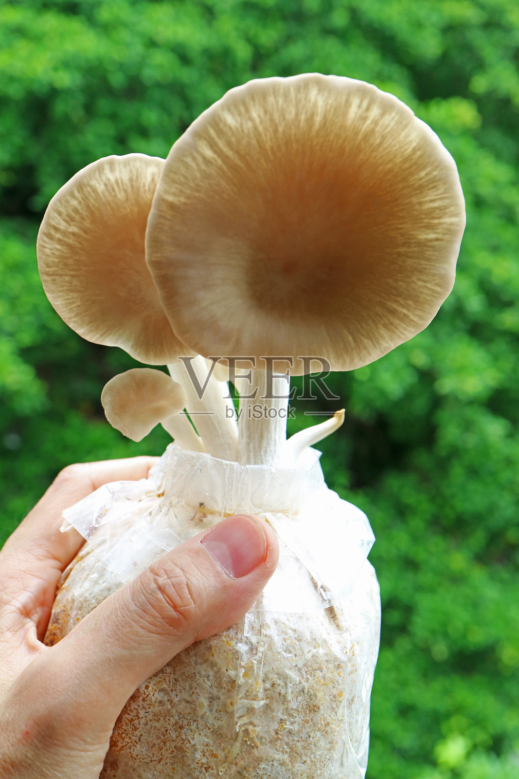 手握成熟的印度牡蛎蘑菇的种植袋,作为室内植物栽培照片摄影图片