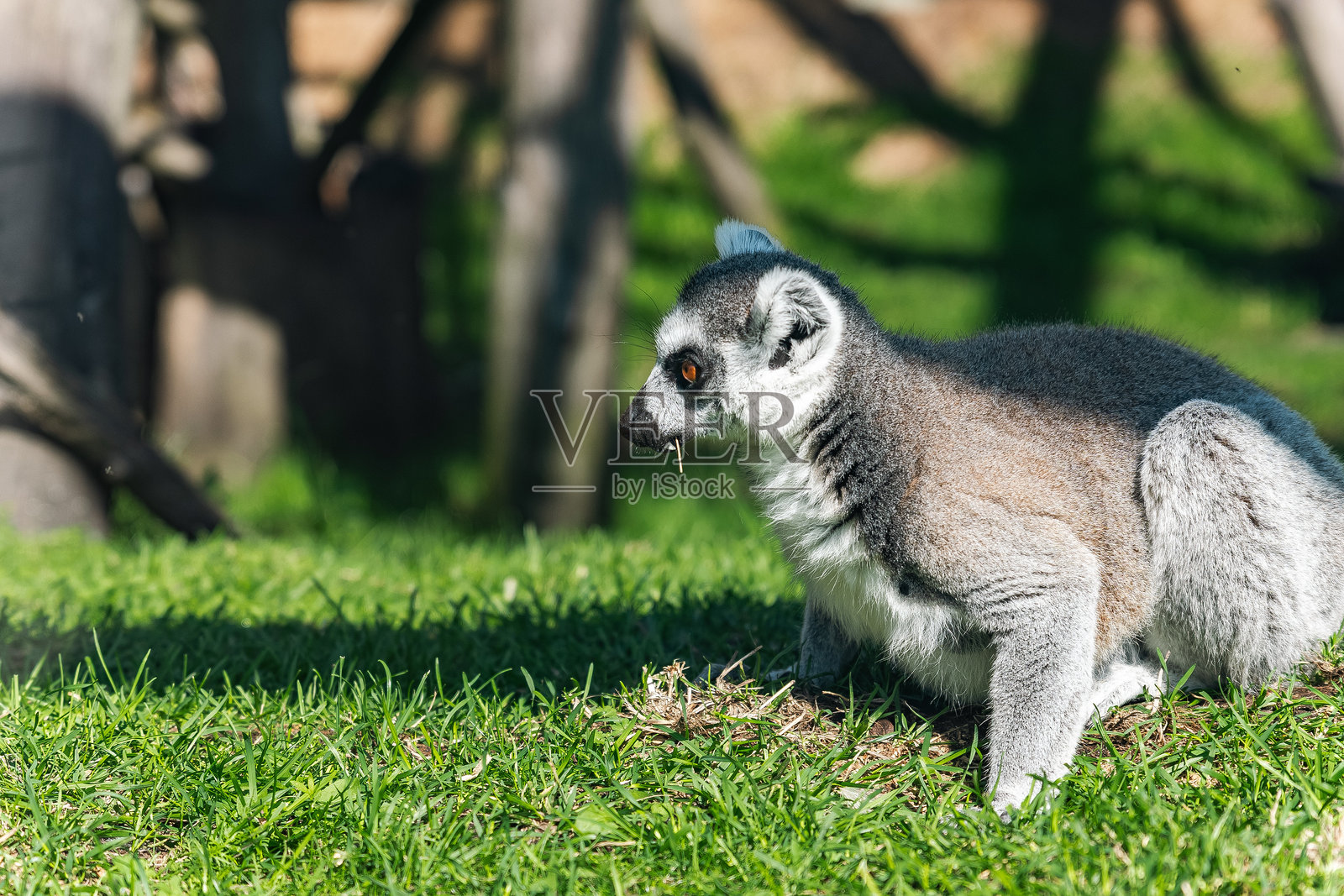 环尾狐猴坐在草地上。狐猴是一类独特的灵长类动物,仅分布在马达加斯加岛及附近的科摩罗群岛。照片摄影图片