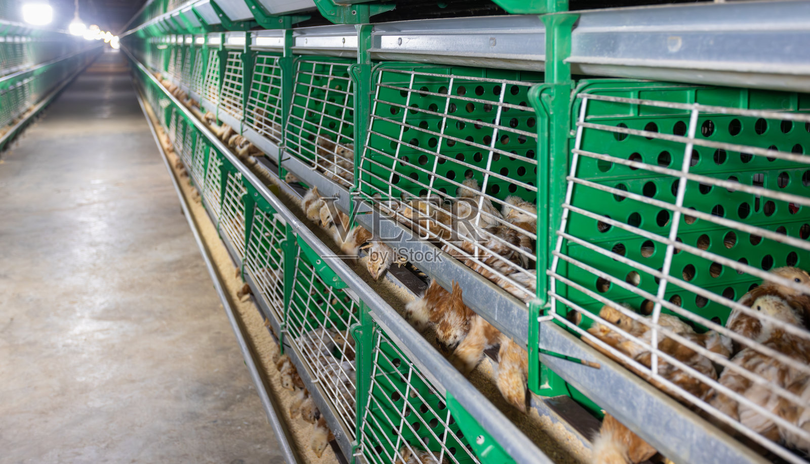 在封闭养殖环境中,自动化喂养笼养鸡。照片摄影图片