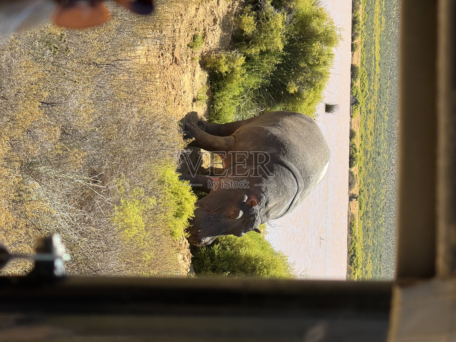 南非河马 - 照片 3照片摄影图片