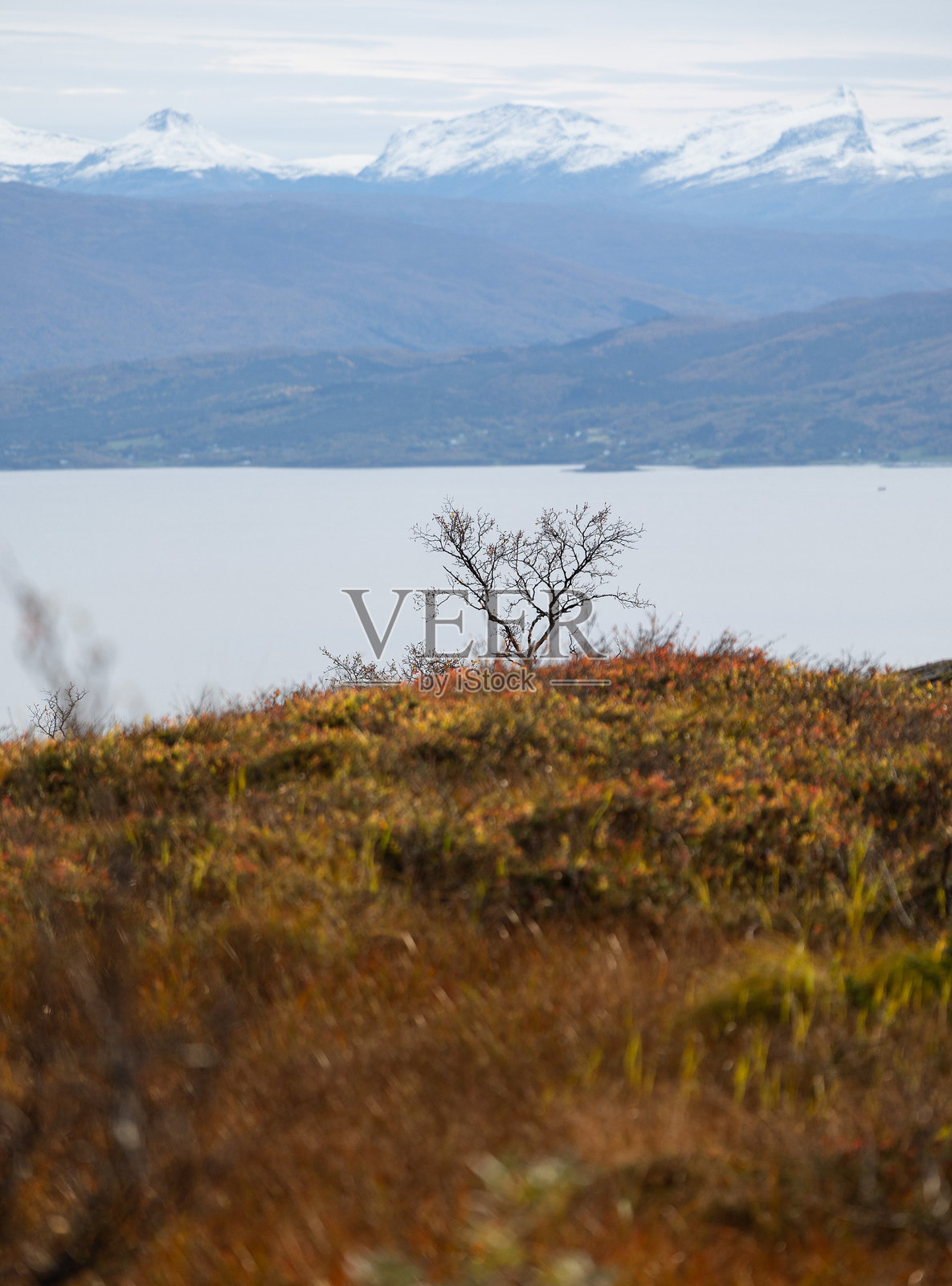 挪威北部山地上生长着红叶植物的美丽秋季风景。照片摄影图片