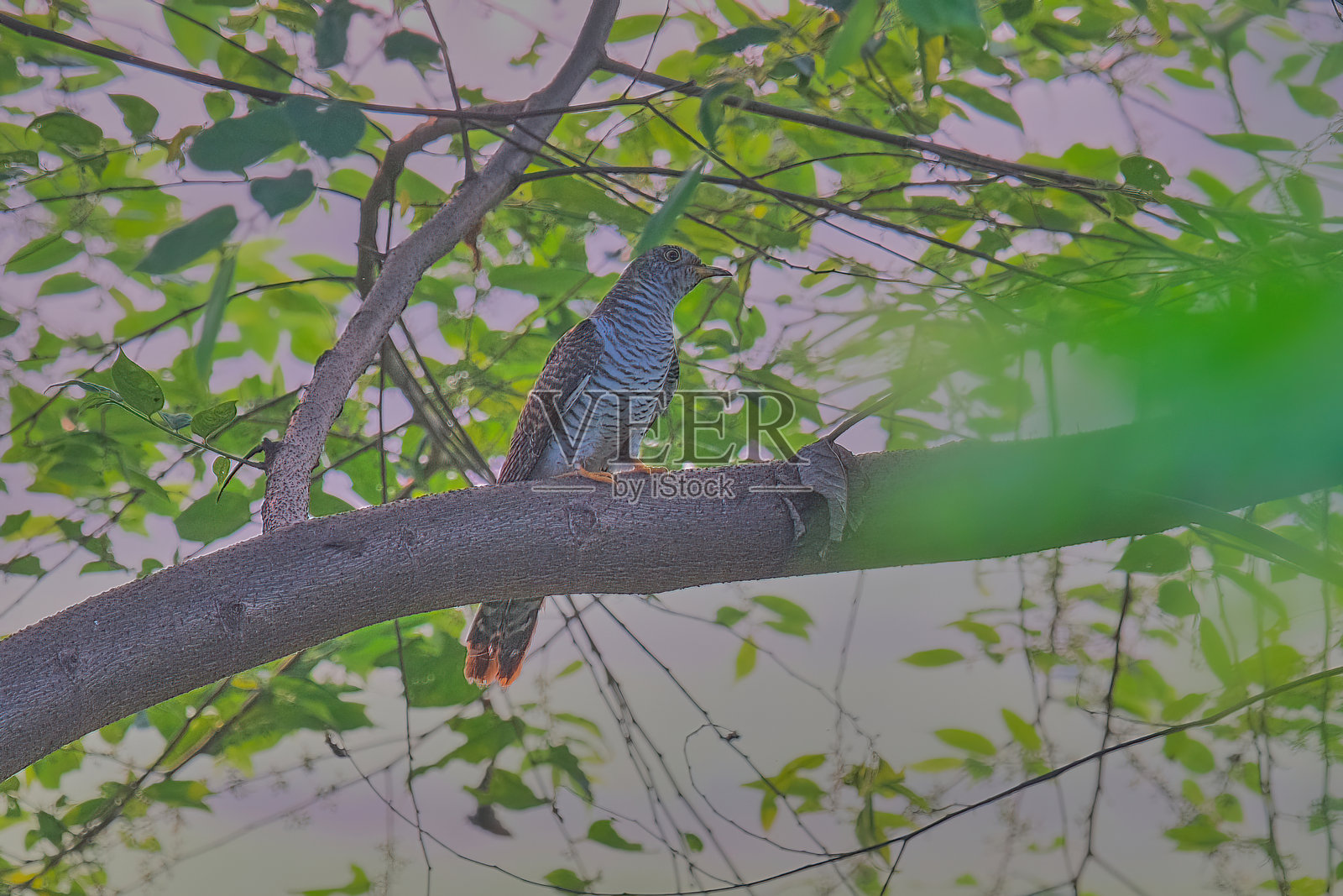 欧亚杜鹃照片摄影图片