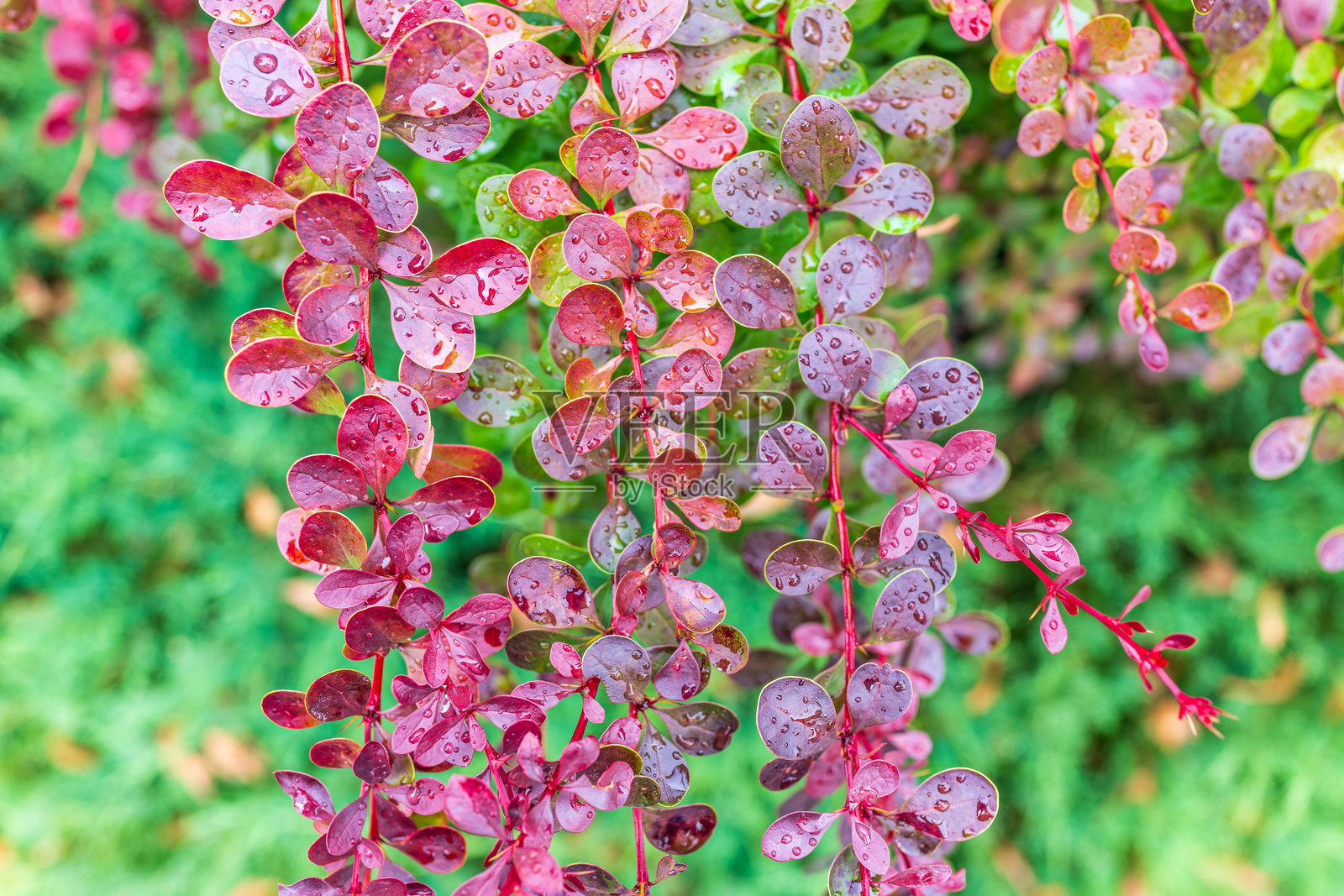 秋天的绿色、黄色和红色树叶上沾满雨水的水滴照片摄影图片