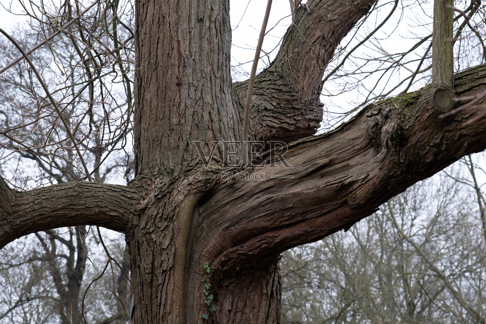 冬天的树木照片摄影图片