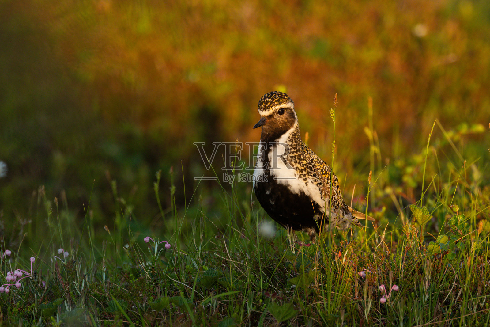 在Riisitunturi国家公园的夏季沼泽中,一只欧洲金斑鸠在金色时光中伫立。照片摄影图片