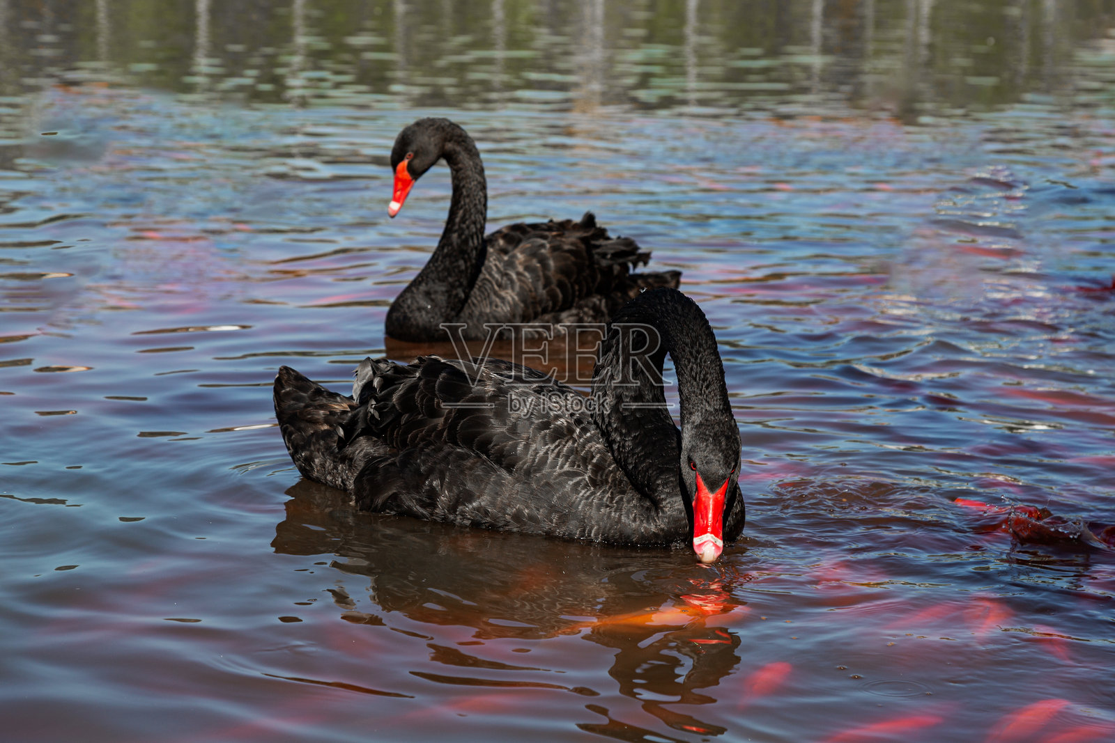 黑天鹅照片摄影图片