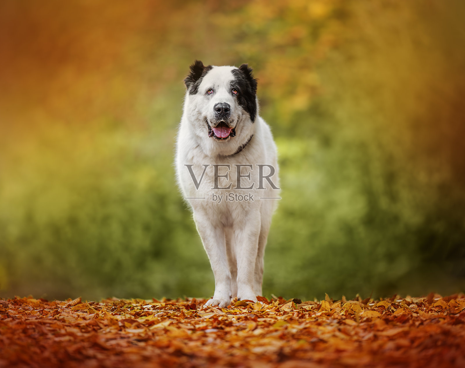 中亚牧羊犬在秋季背景下照片摄影图片