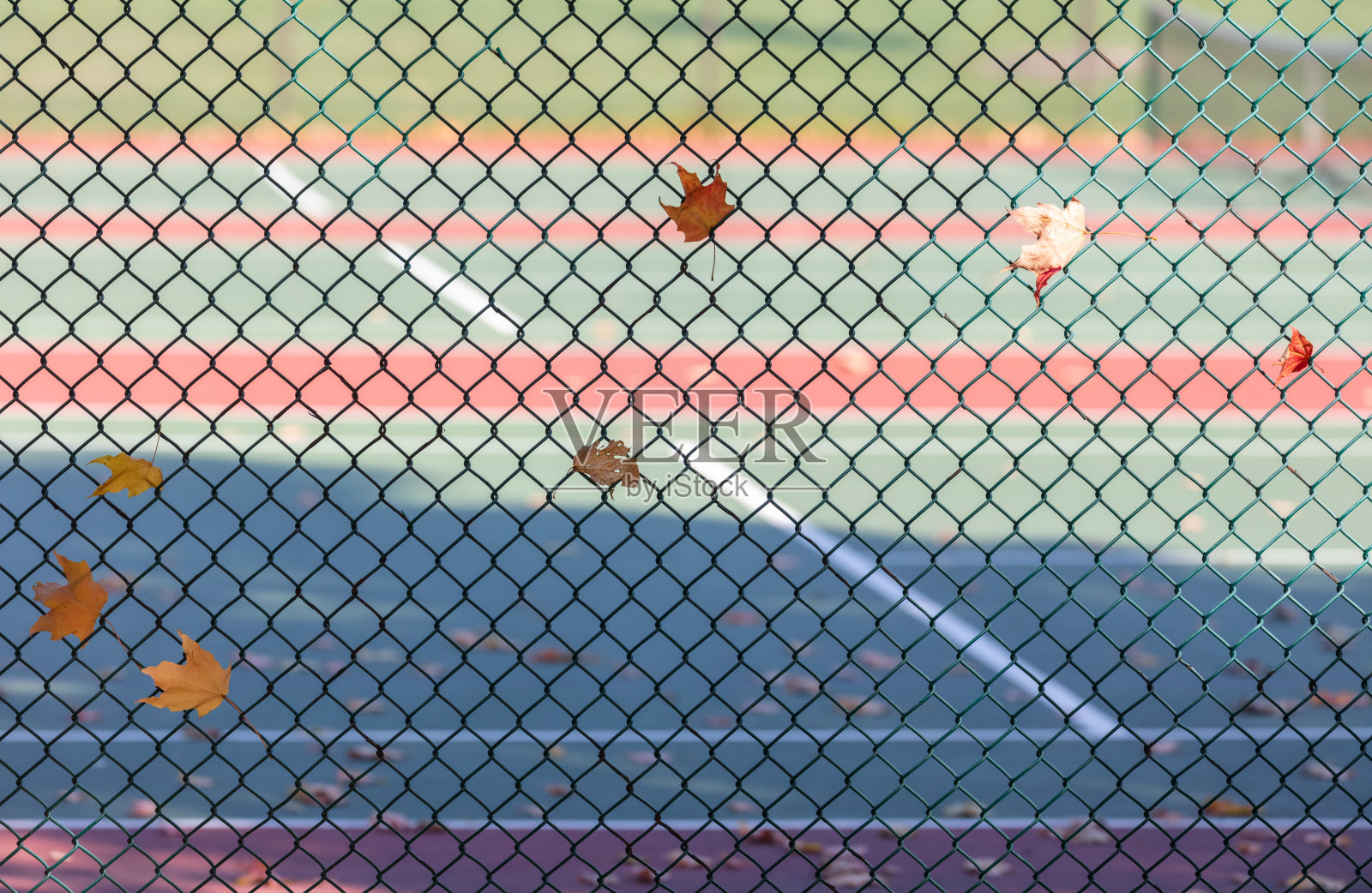 秋天的枫叶落在户外网球场的围栏上照片摄影图片