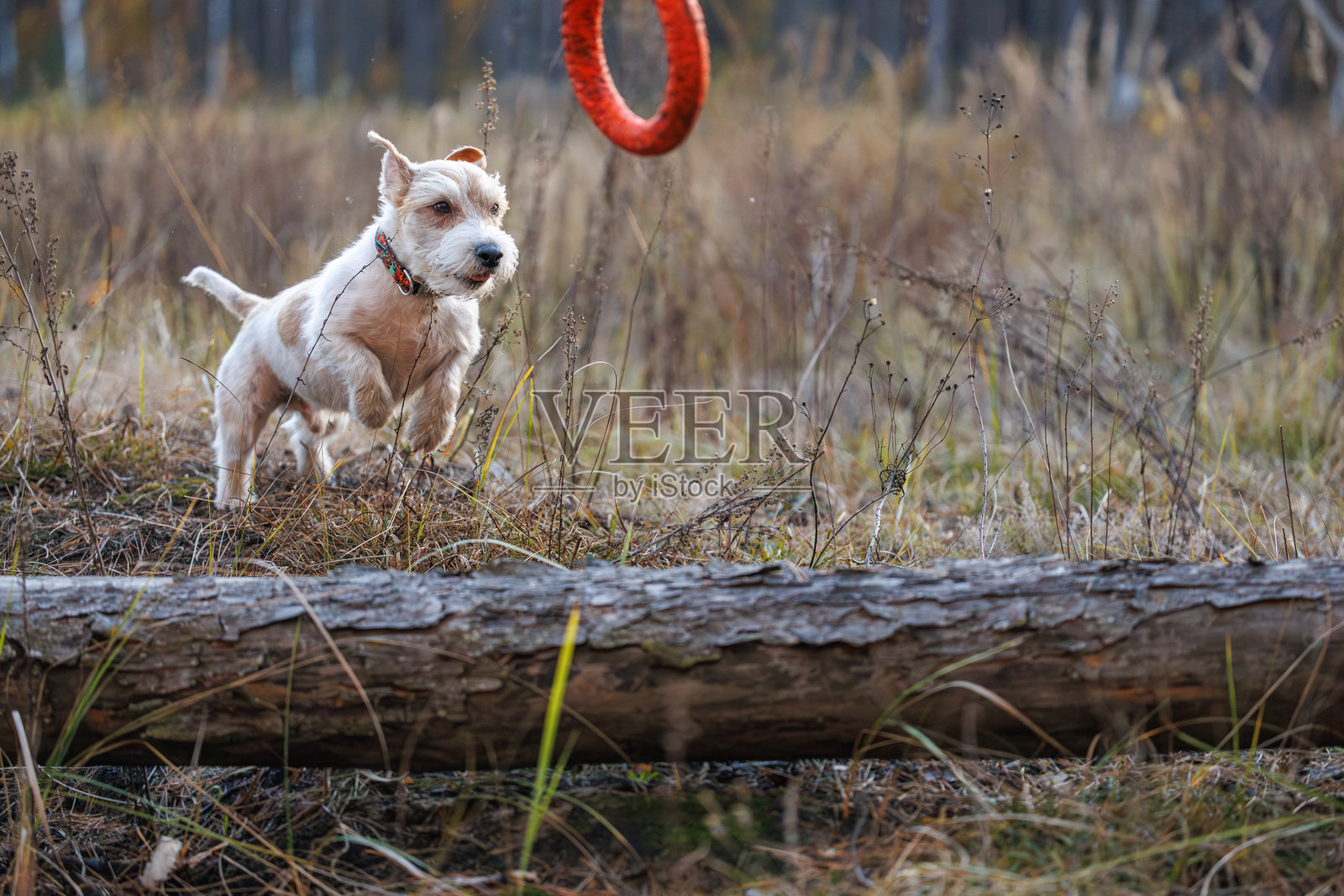 狗跳过倒下的树。杰克罗素梗在森林中追逐橡胶圈。宠物在公园里玩玩具。照片摄影图片