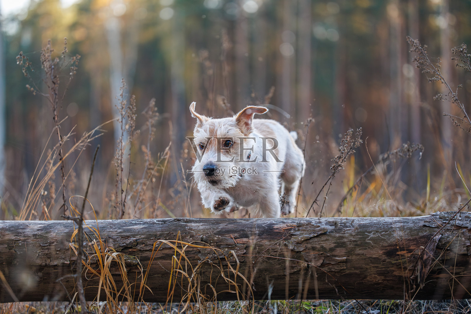 狗跳过倒下的树。杰克罗素梗在森林中奔跑。宠物在公园里玩耍。照片摄影图片