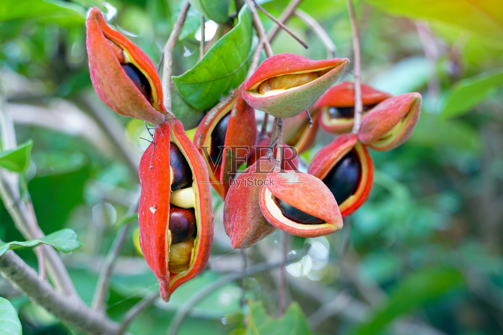 一群单子叶榈果(Sterculia monosperma)成群生长,红色,圆形,坚硬的外壳上有柔软的毛,果实尖端略微弯曲。成熟的果实会沿侧面裂开,种子呈棕色。照片摄影图片