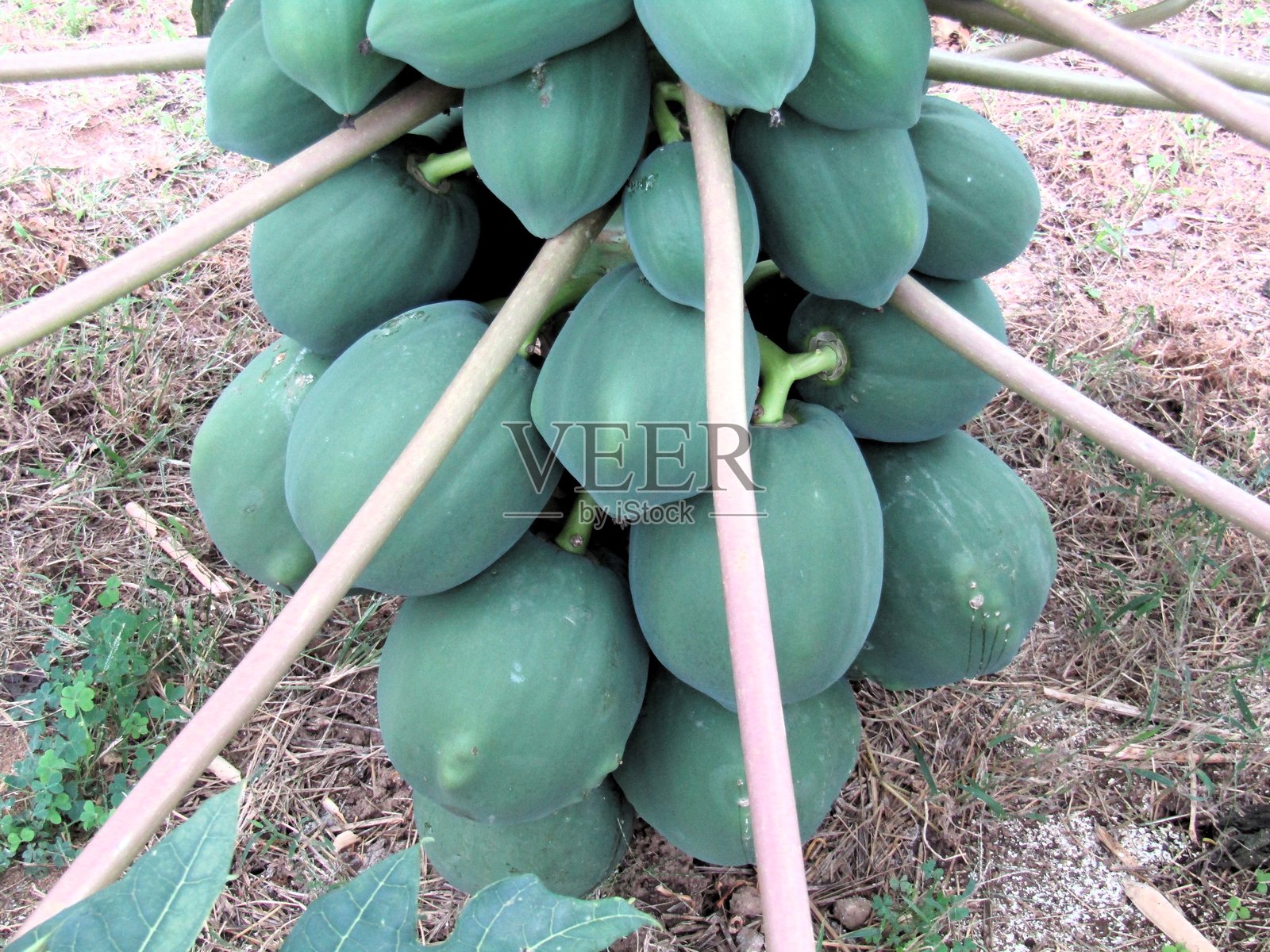 青木瓜。照片摄影图片