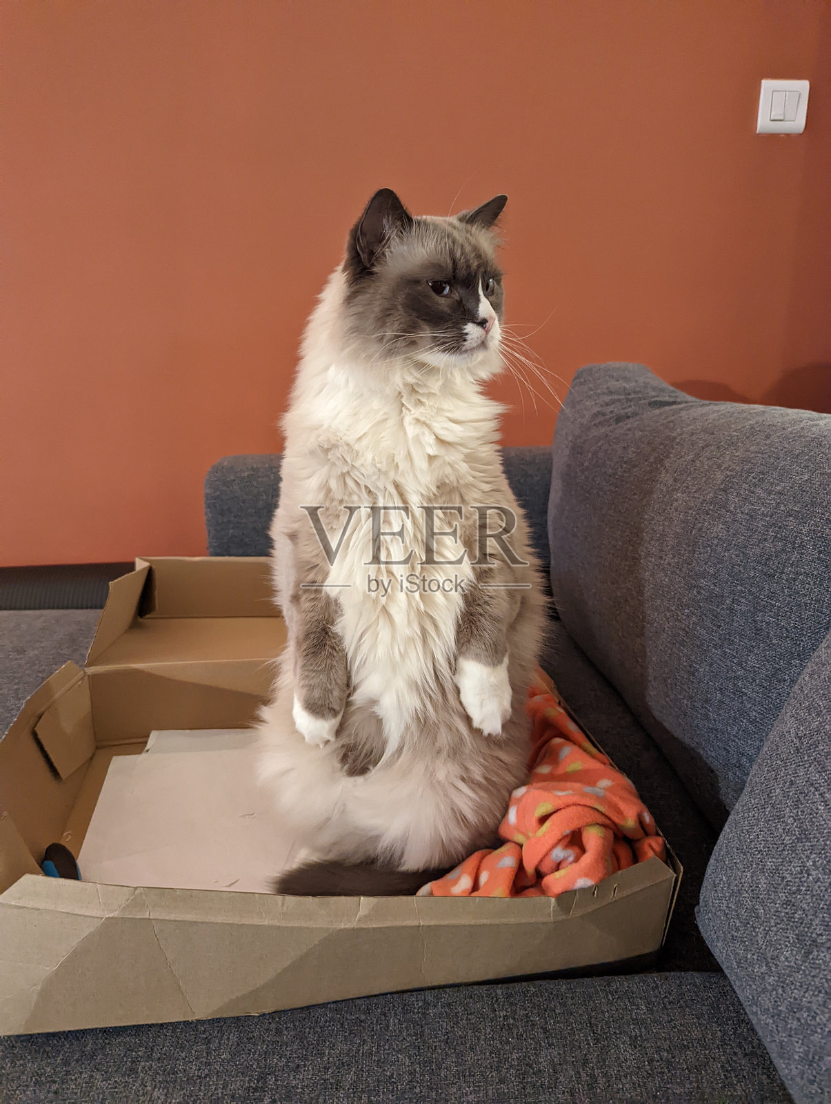 可爱的猫咪照片摄影图片