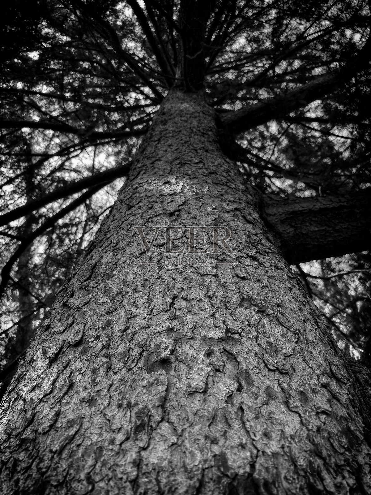 黑白纹理树干照片摄影图片