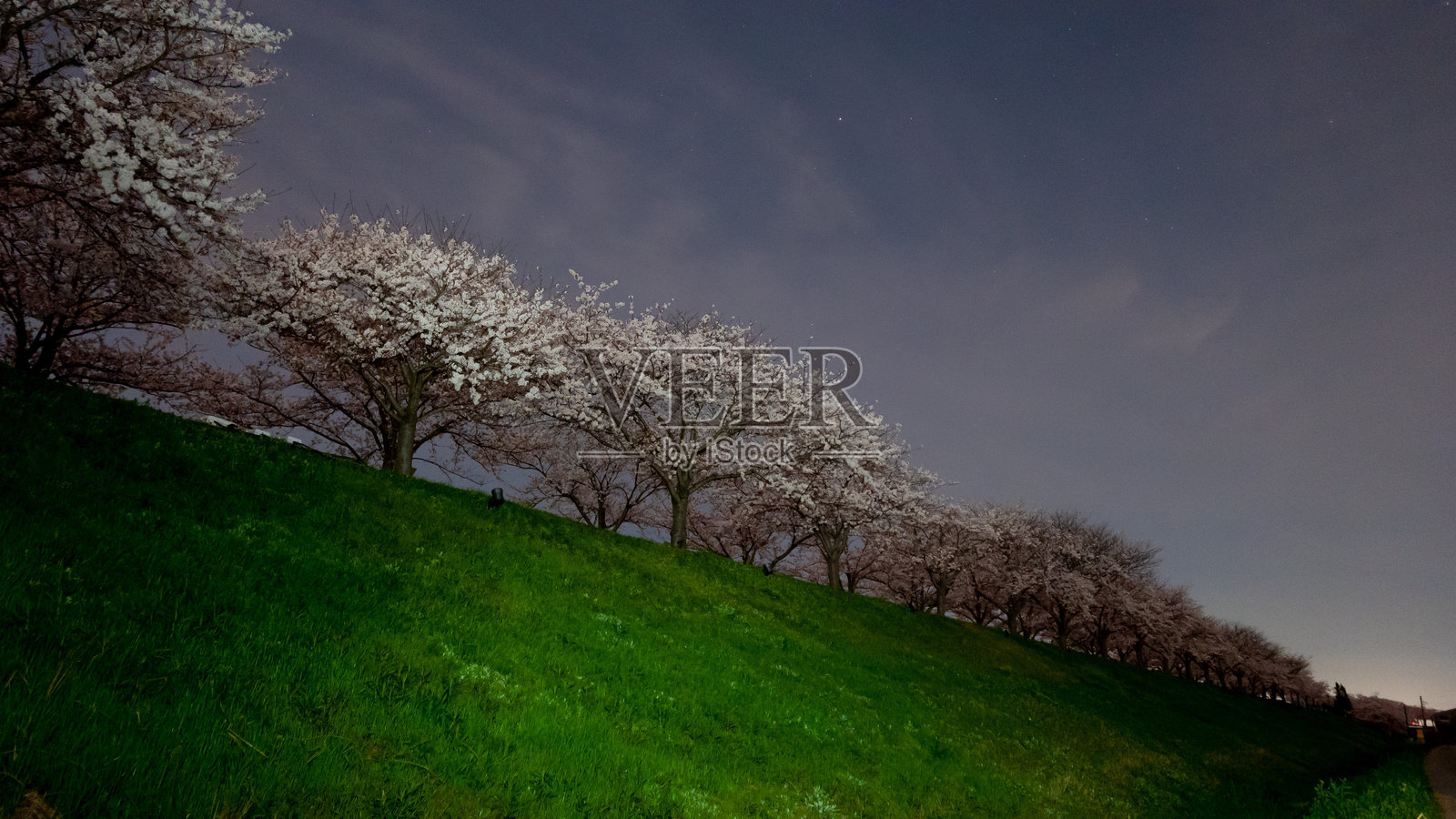 樱花树排成一行,云层下的星空照片摄影图片