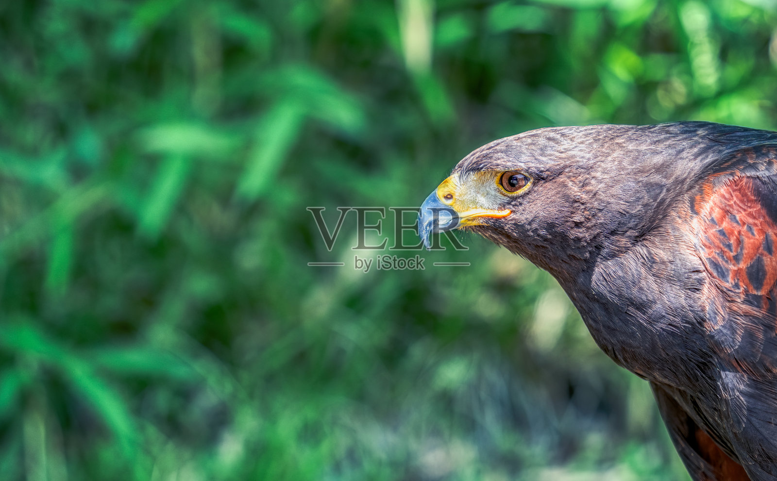 哈里斯鹰(Parabuteo unicinctus)的特写细节。照片摄影图片