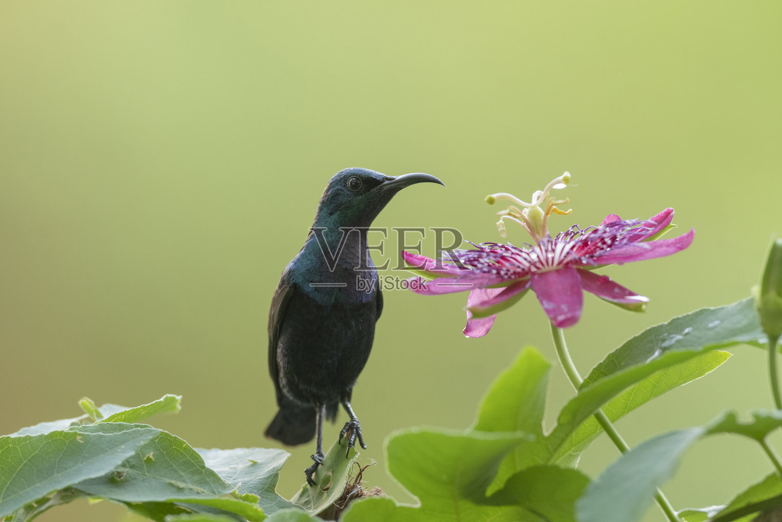 紫背蜂鸟靠近花朵吸取花蜜,学名:Cinnyris asiaticus,印度马哈拉施特拉邦普纳照片摄影图片