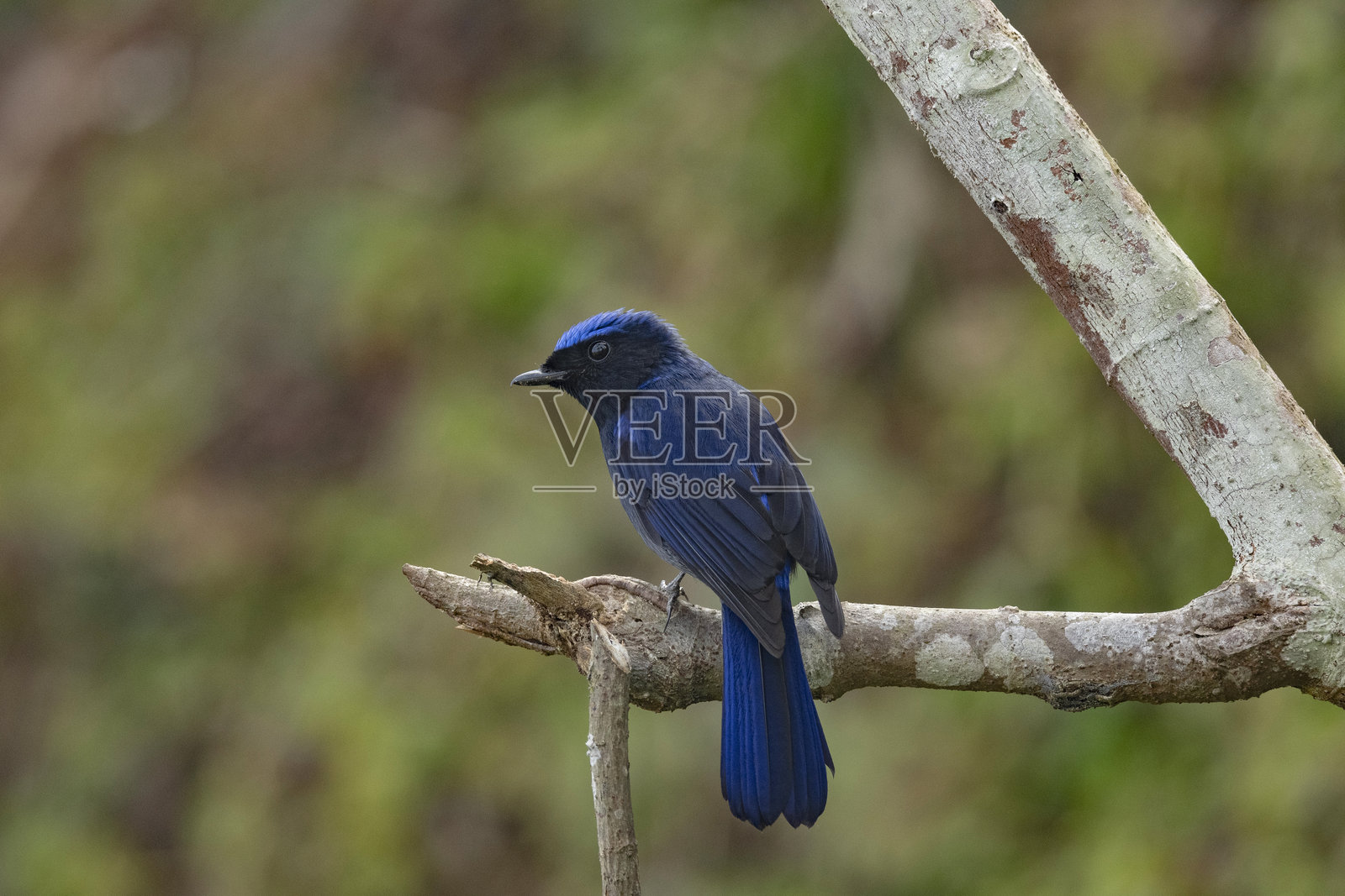 大蓝鹟,Niltava grandis,瑞舍普,西孟加拉邦,印度照片摄影图片