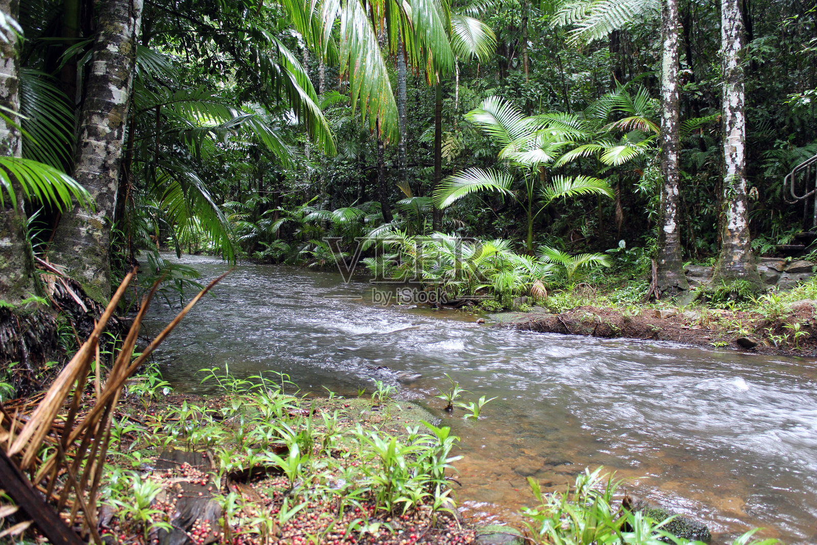 在澳大利亚法尔北昆士兰的拉西溪,水域被棕榈树环绕照片摄影图片