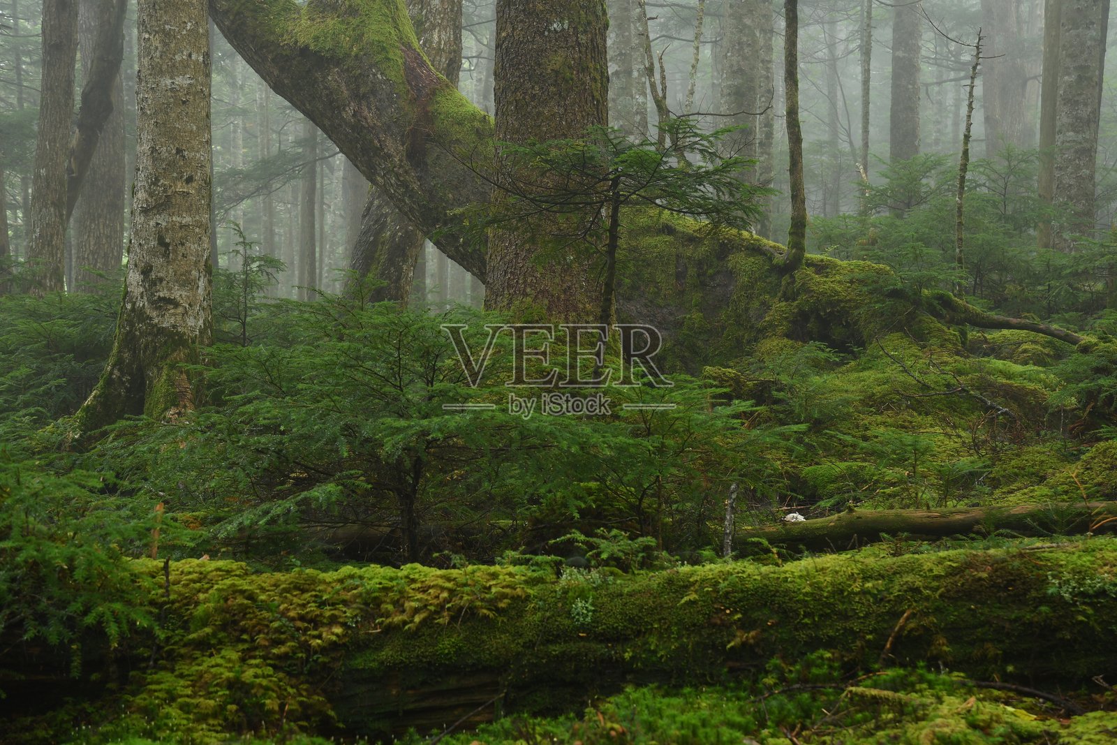 苔藓覆盖的绿色森林。照片摄影图片