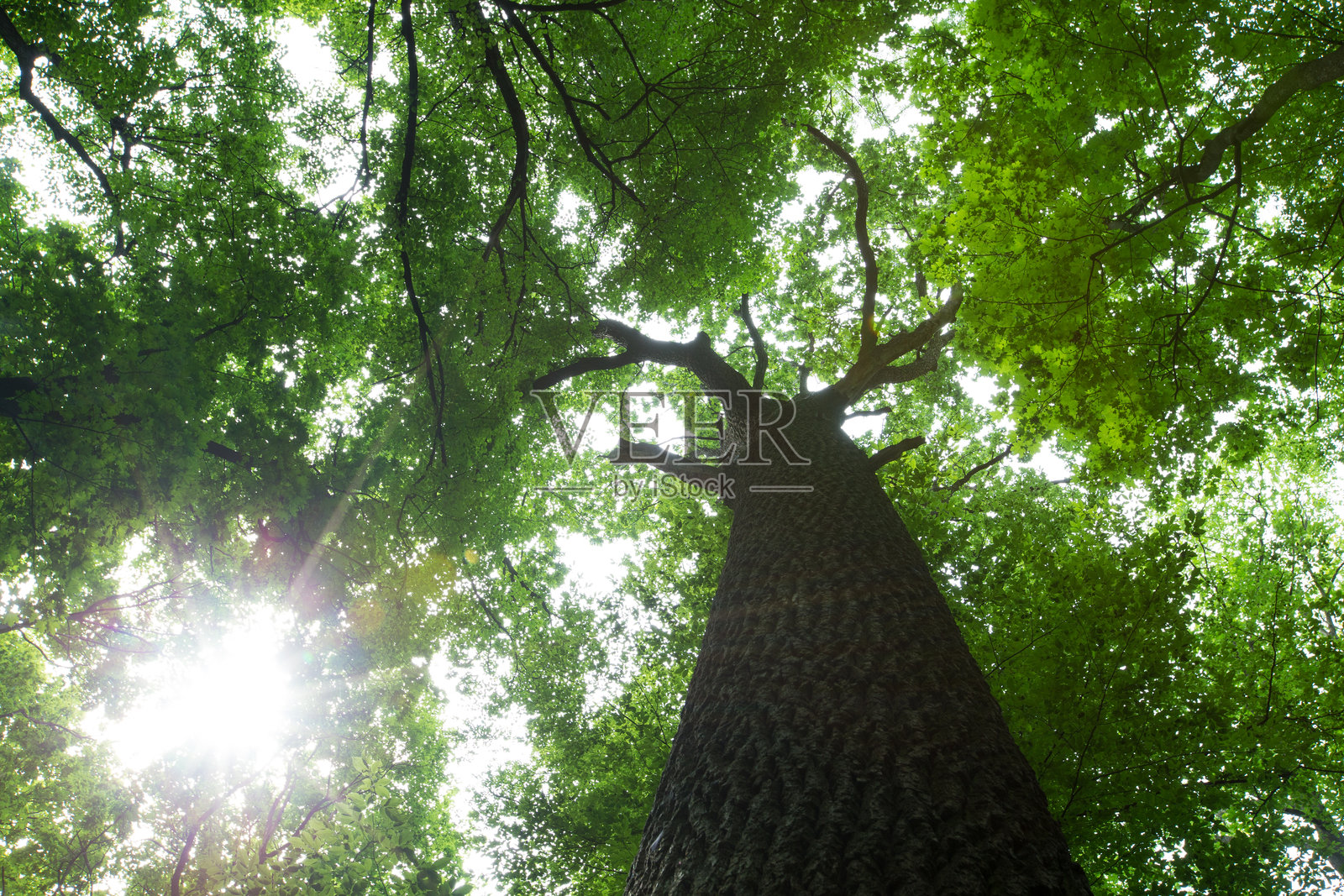 森林树木,自然绿色的林木,阳光背景照片摄影图片
