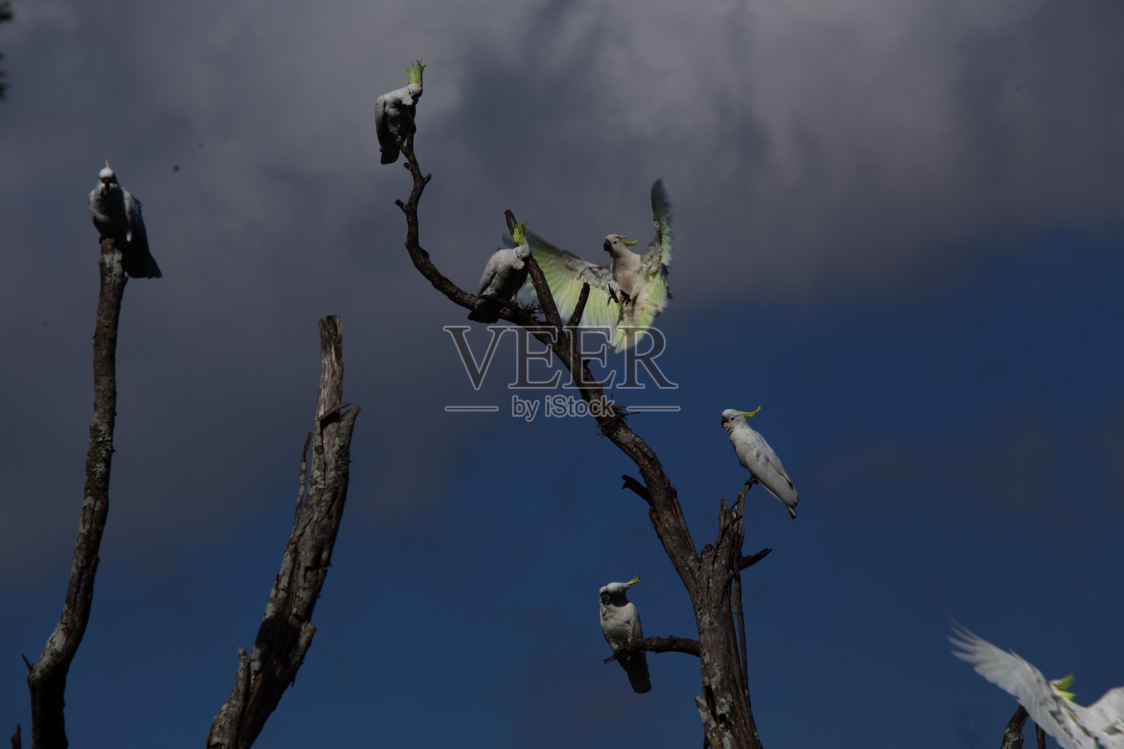 鹦鹉照片摄影图片