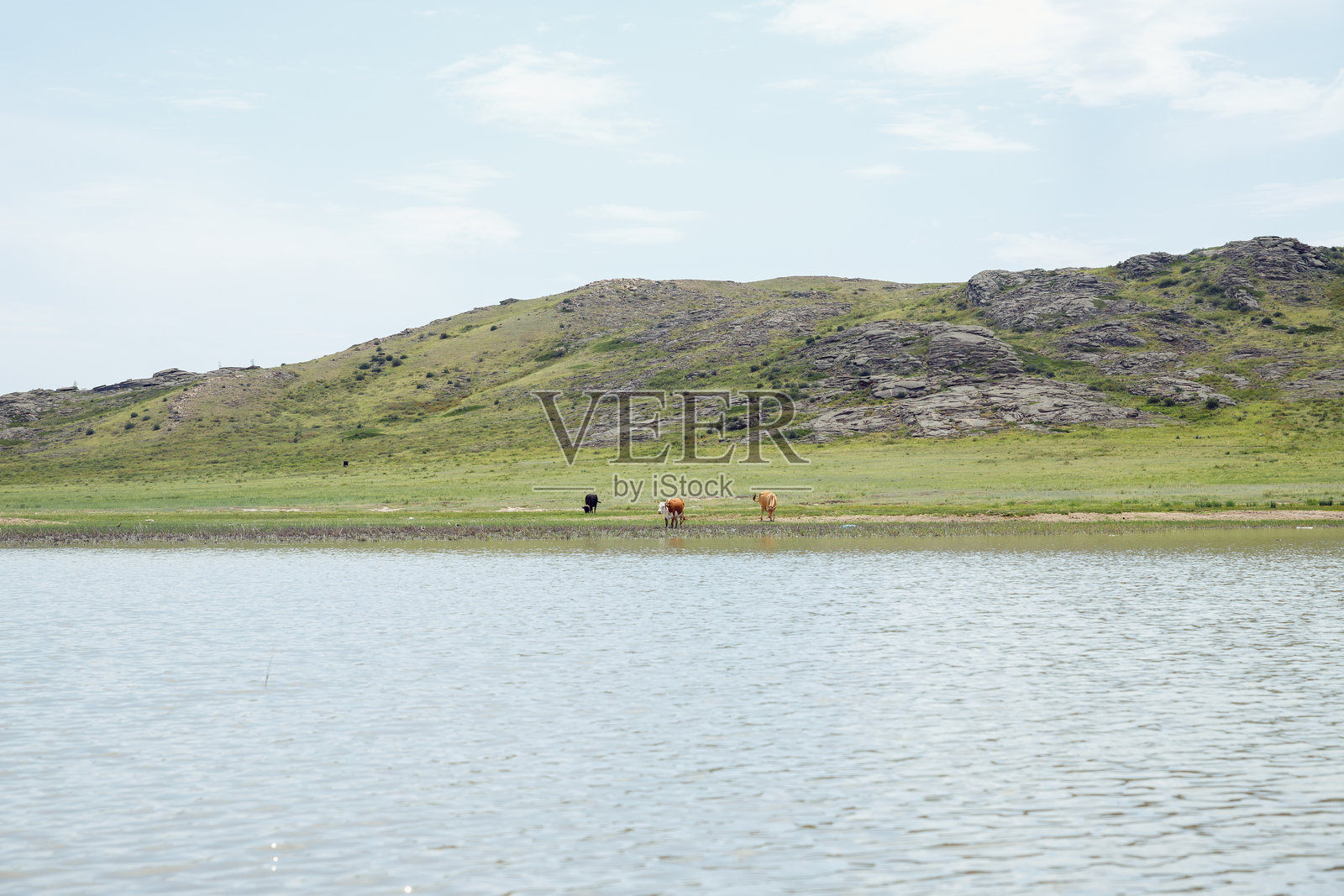在牧场上自由放牧的牛群,绿草如茵的草地,湖泊或水塘以及山脉。照片摄影图片