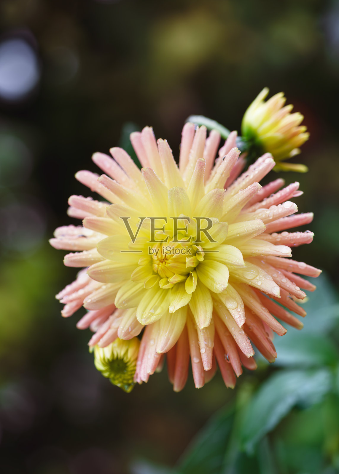 优雅的黄色和橙色的仙人掌大丽花“Cabana Banana”,在秋季小屋花园的晨光中,带着雨滴。照片摄影图片