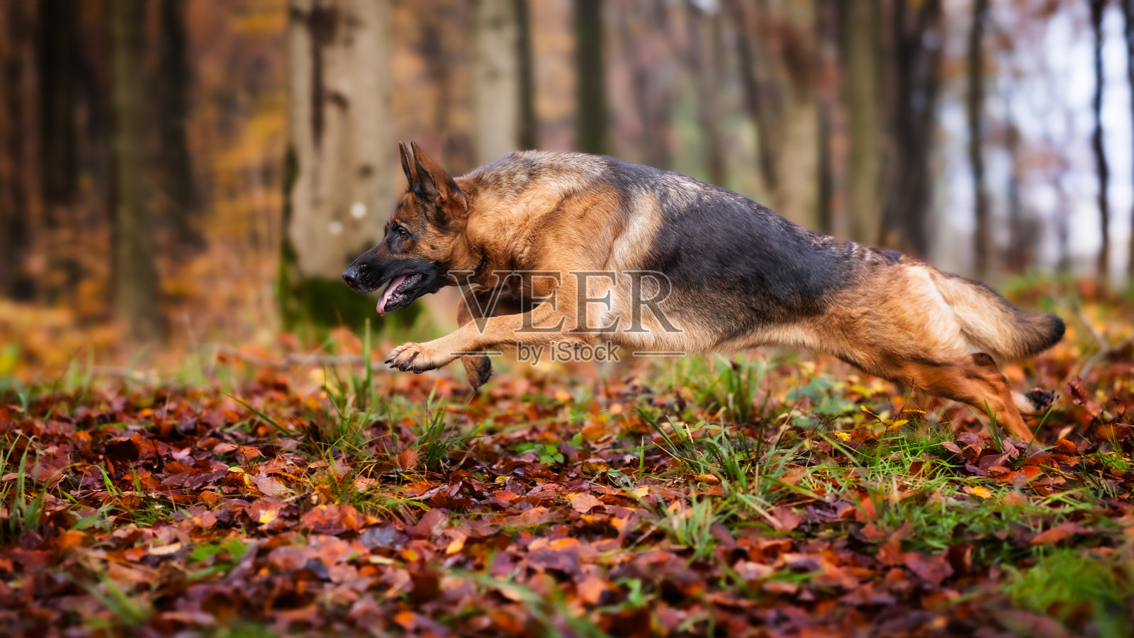 美丽的狗照片摄影图片