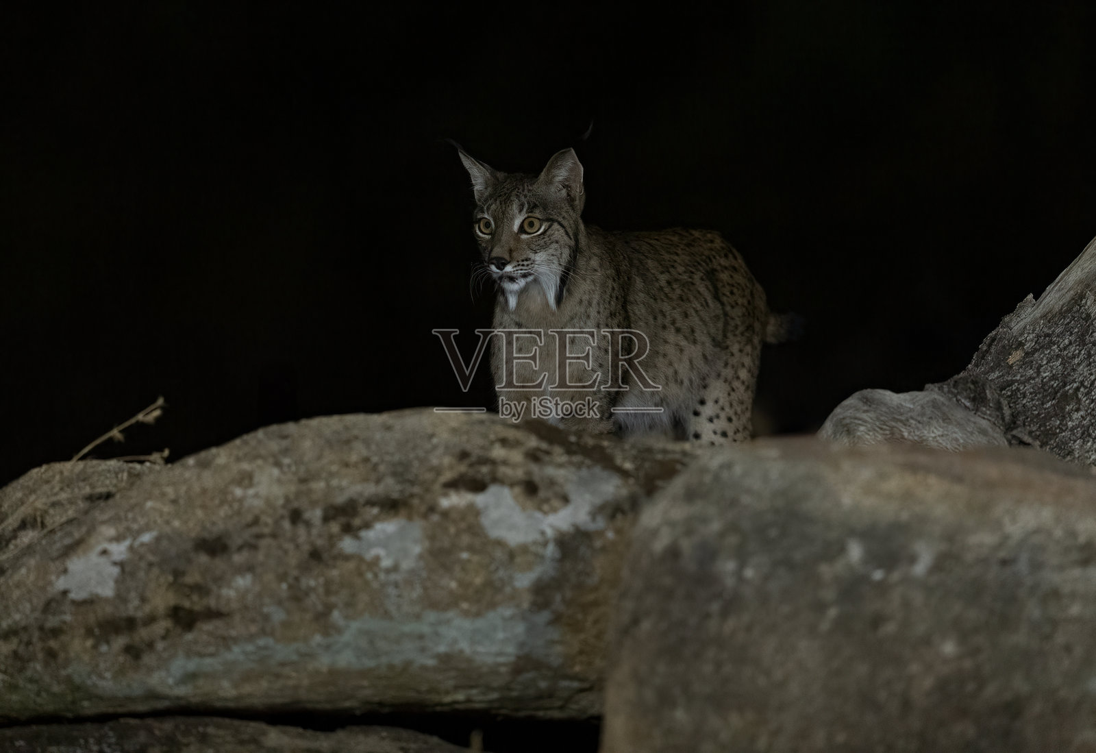 伊比利亚猞猁。安杜哈尔,西班牙(Lynx pardinus)照片摄影图片