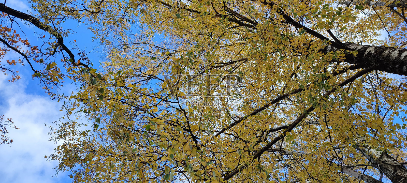 城市秋天照片摄影图片